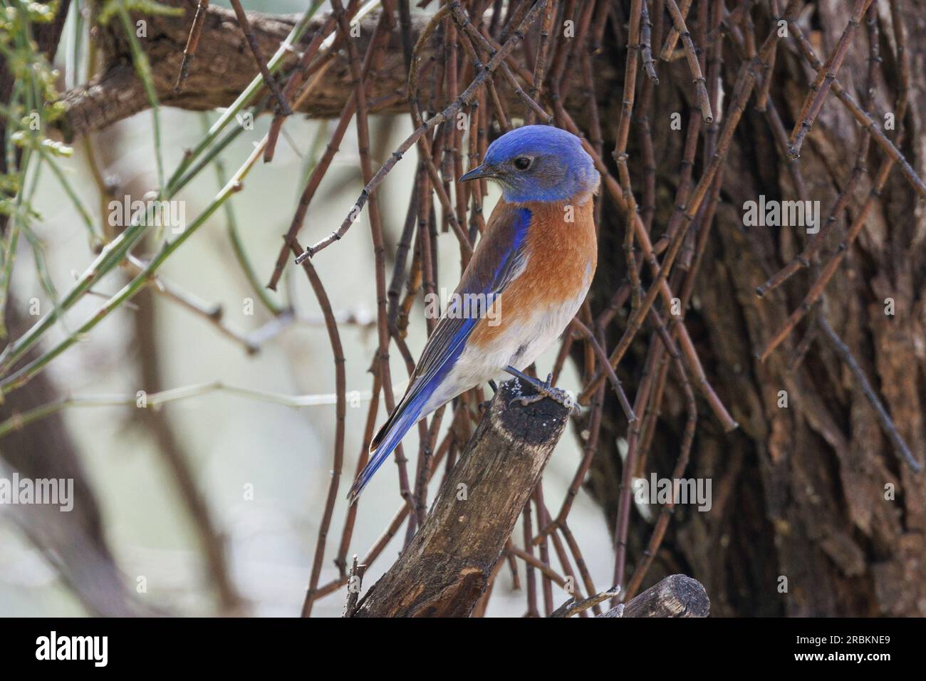 western bluebird (Sialia mexicana), male perches on a branch and looking back, USA, Arizona, Bush Highway Stock Photo