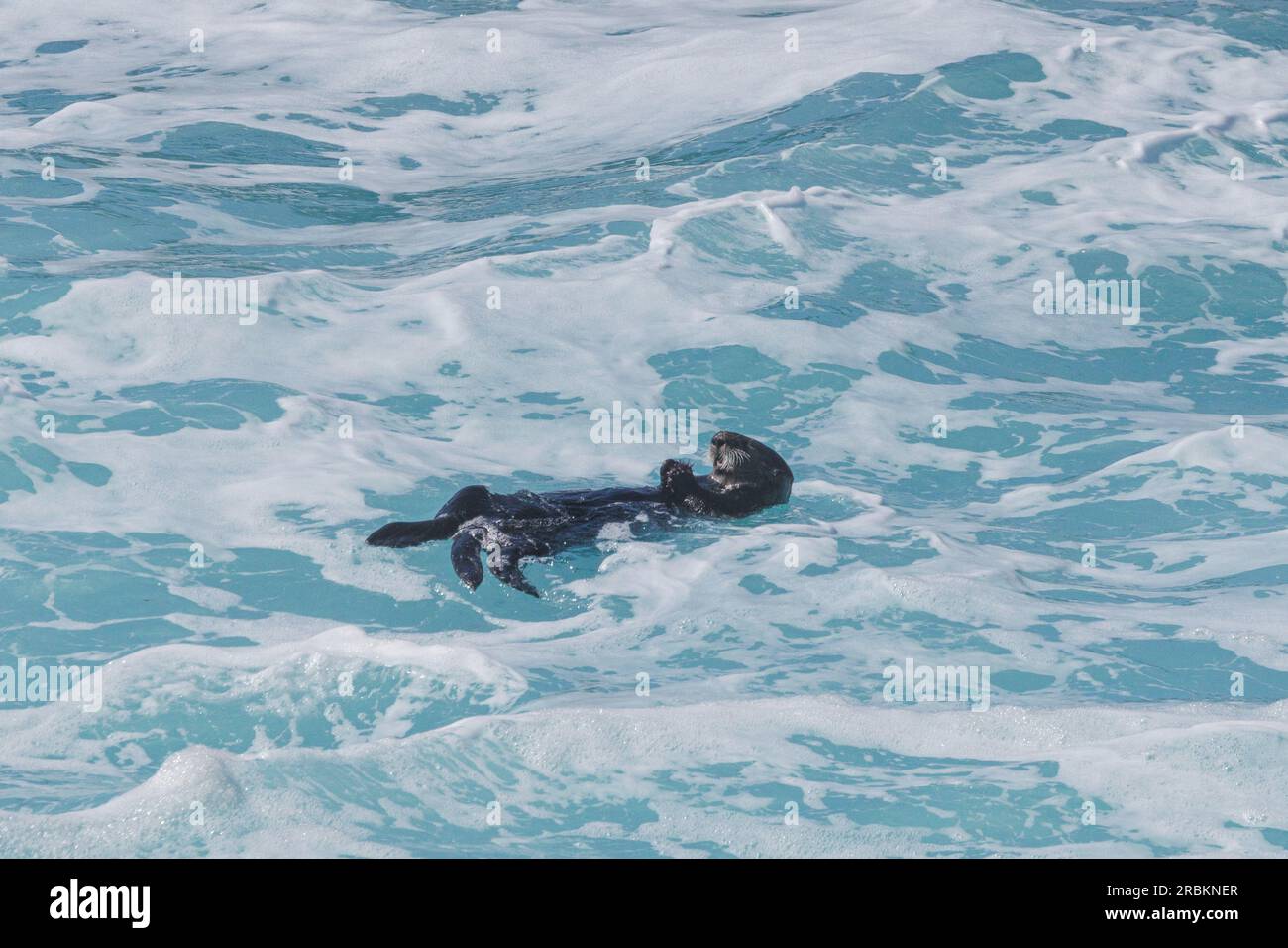 sea otter (Enhydra lutris), feeding, floating on the back in violent spray, USA, California, Pazific Coast Highway Stock Photo