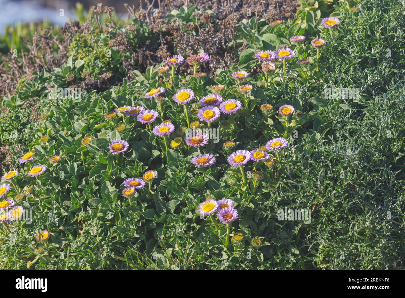 seaside fleabane, beach aster, seaside daisy (Erigeron glaucus), bluehend at the coast, USA, California, Pebble Beach, Monterey Stock Photo