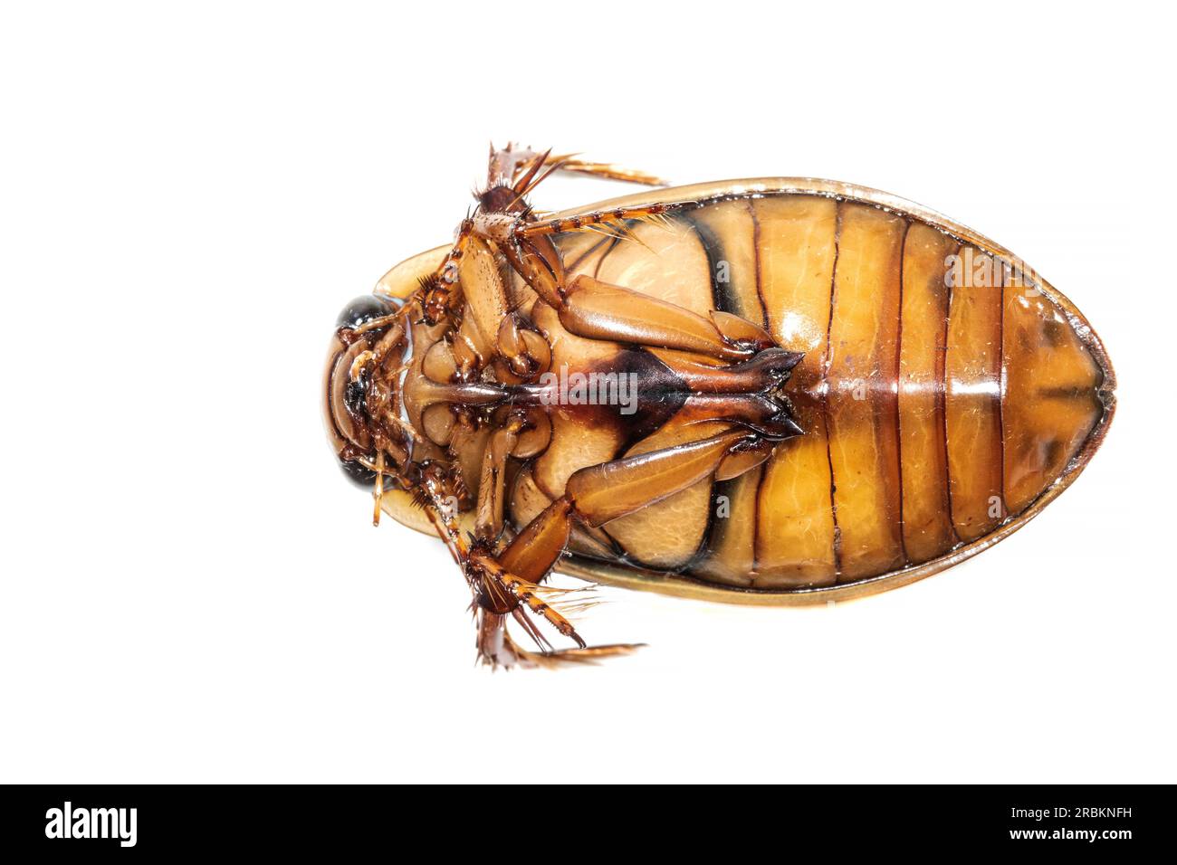 Great diving beetle (Dytiscus marginalis), unserside, cut out, Netherlands Stock Photo