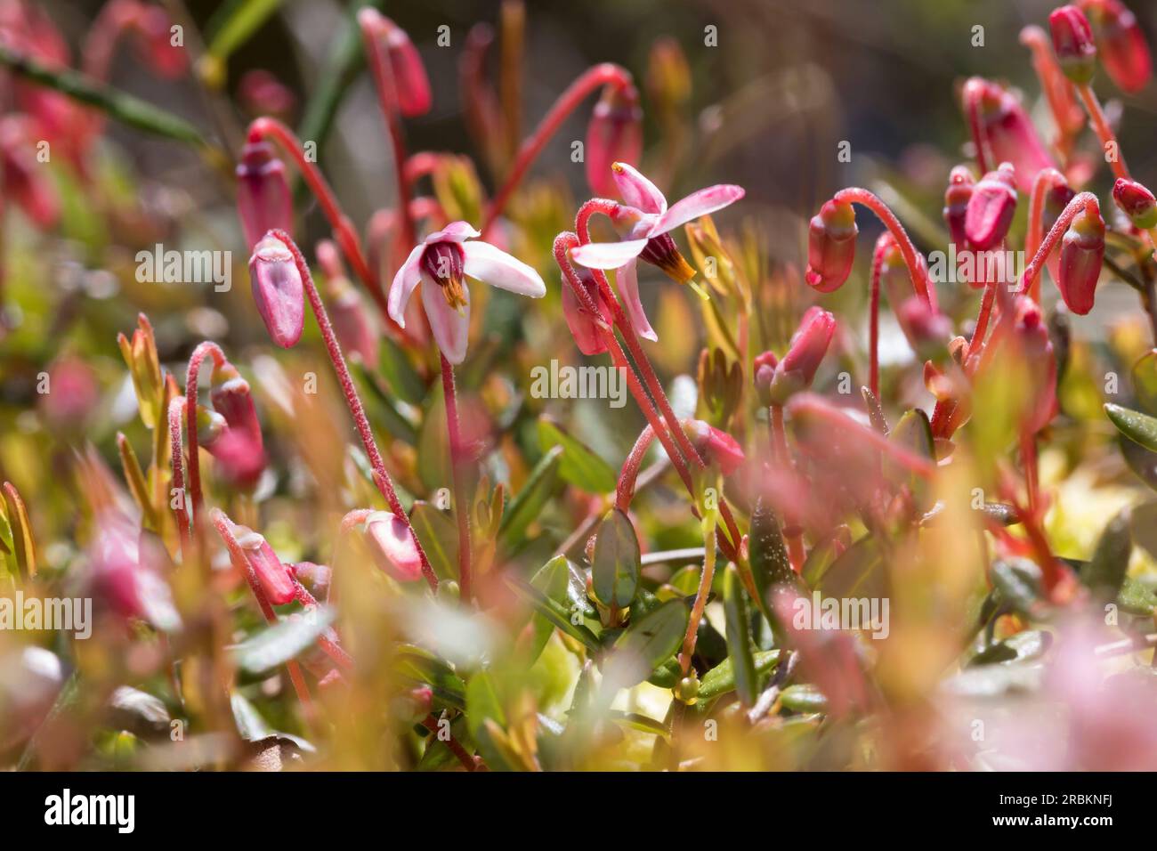 wild cranberry, bog cranberry, small cranberry, swamp cranberry (Vaccinium oxycoccos, Oxycoccus palustris), blooming, Sweden Stock Photo