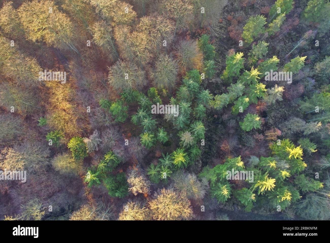 mixed forest in winter, aerial photo, Germany, Schleswig-Holstein Stock Photo
