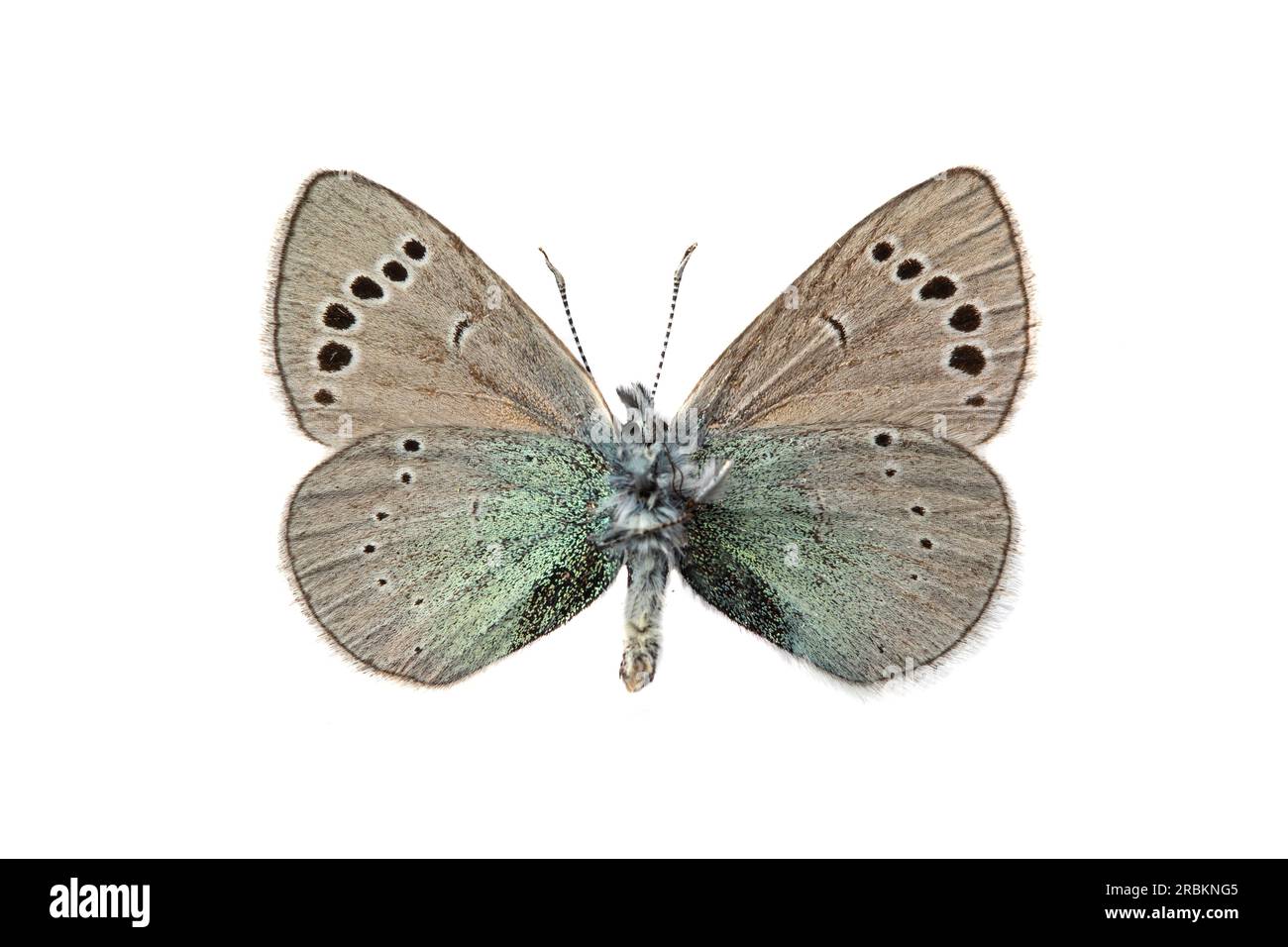 Green underside blue (Glaucopsyche alexis), male, underside, cut out Stock Photo