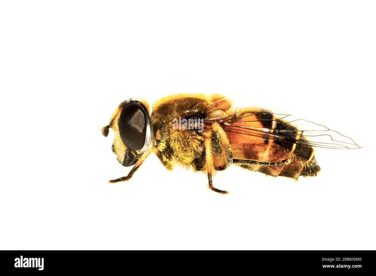 Insect stripe Cut Out Stock Images Pictures Alamy