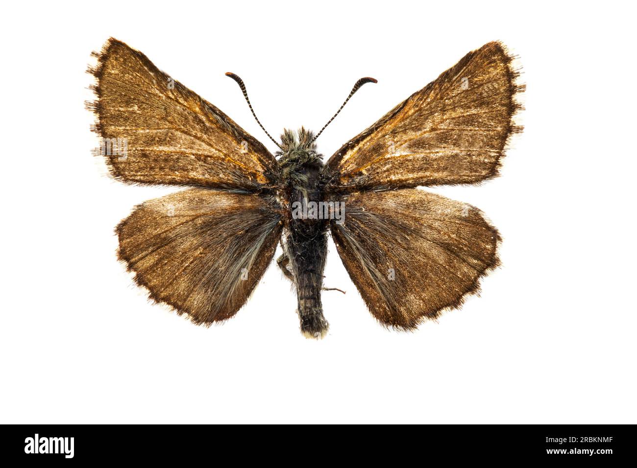 Olive Skipper (Pyrgus serratulae), upperside, cut out Stock Photo