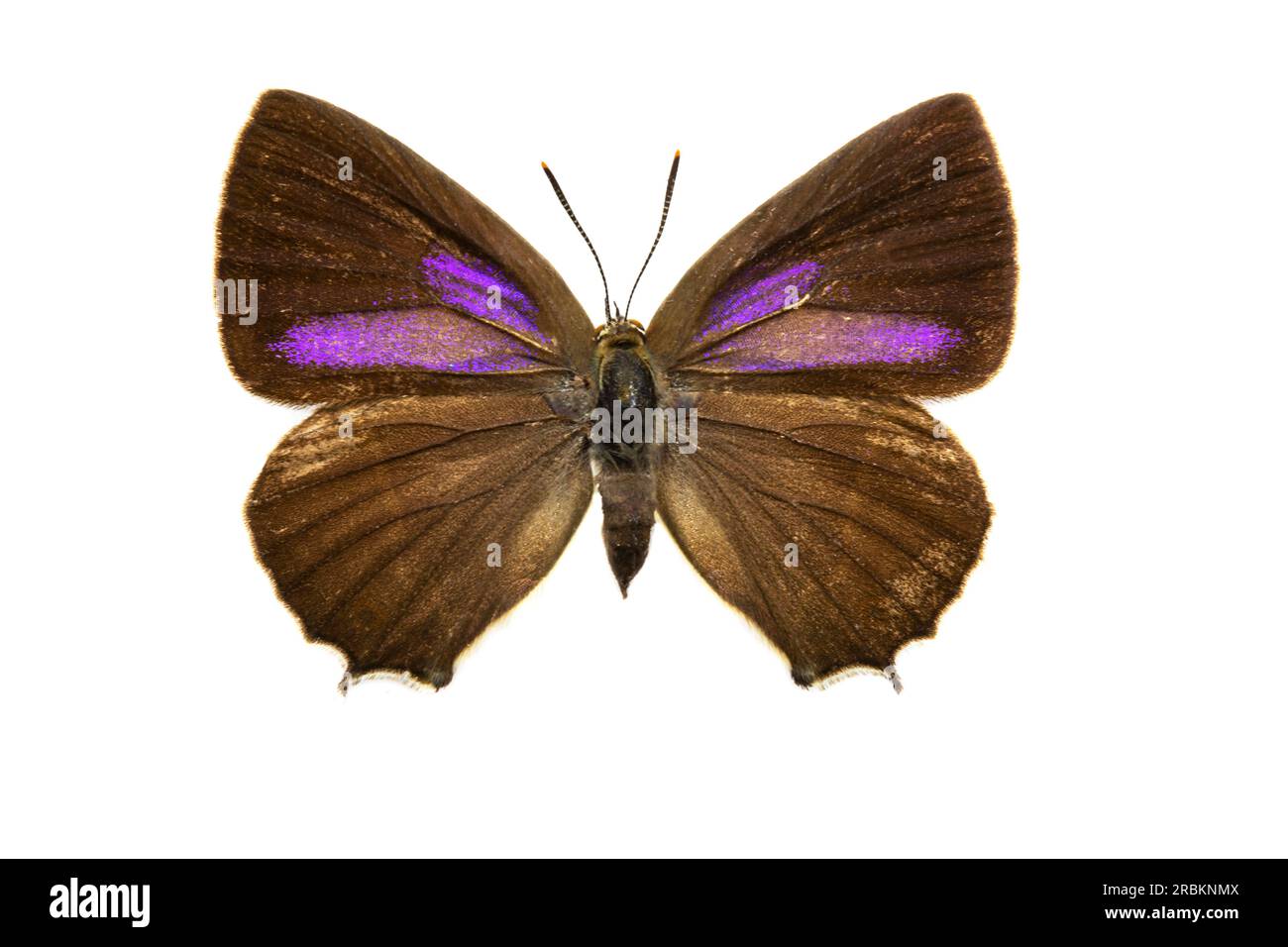 Purple Hairstreak (Favonius quercus, Neozephyrus quercus, Quercusia quercus), male, upperside, cut out Stock Photo