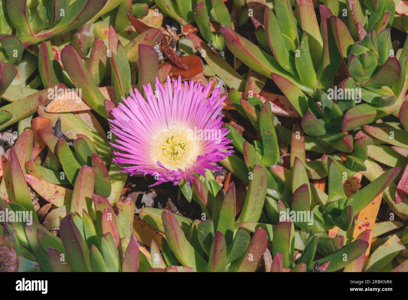 freeway iceplant, Hottentot fig (Carpobrotus edulis), with pink flowers, USA, California, Carrapata Beach, Monterey Stock Photo