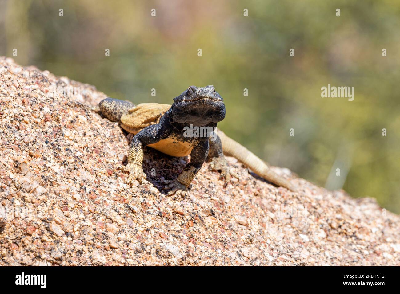 Common chuckwalla (Sauromalus ater), large male on a rock, front view, USA, Arizona, Pinnacle Peak, Scottsdale Stock Photo