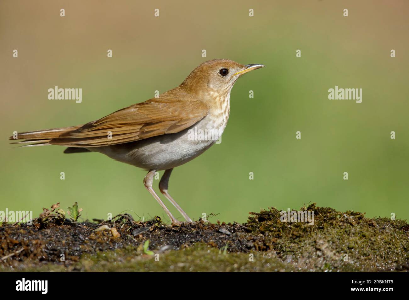 veery (Catharus fuscescens), sitting on the ground, USA, Texas Stock Photo