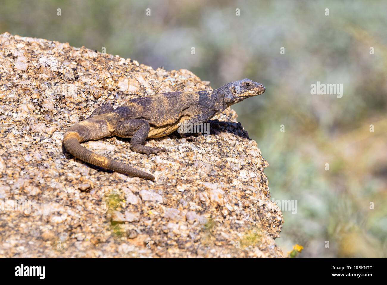 Common chuckwalla (Sauromalus ater), large female on a rock, USA, Arizona, Pinnacle Peak, Scottsdale Stock Photo