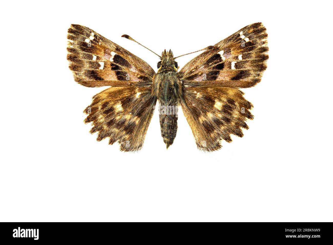mallow skipper (Carcharodus alceae), upperside, cut out, Netherlands Stock Photo
