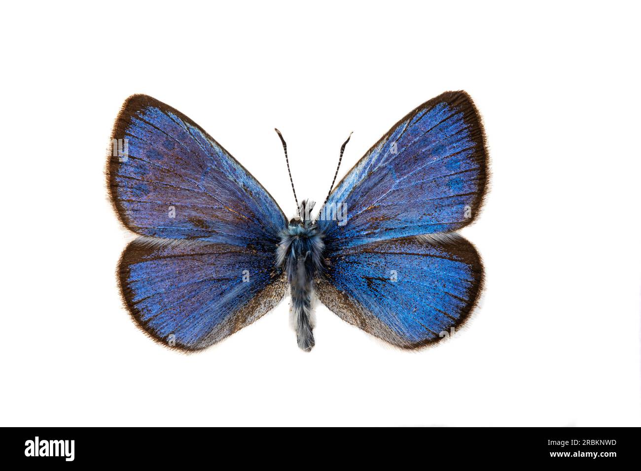Green underside blue (Glaucopsyche alexis), male, upperside, cut out Stock Photo