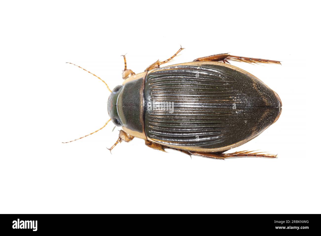 Great diving beetle (Dytiscus marginalis), top view, cut out, Netherlands Stock Photo