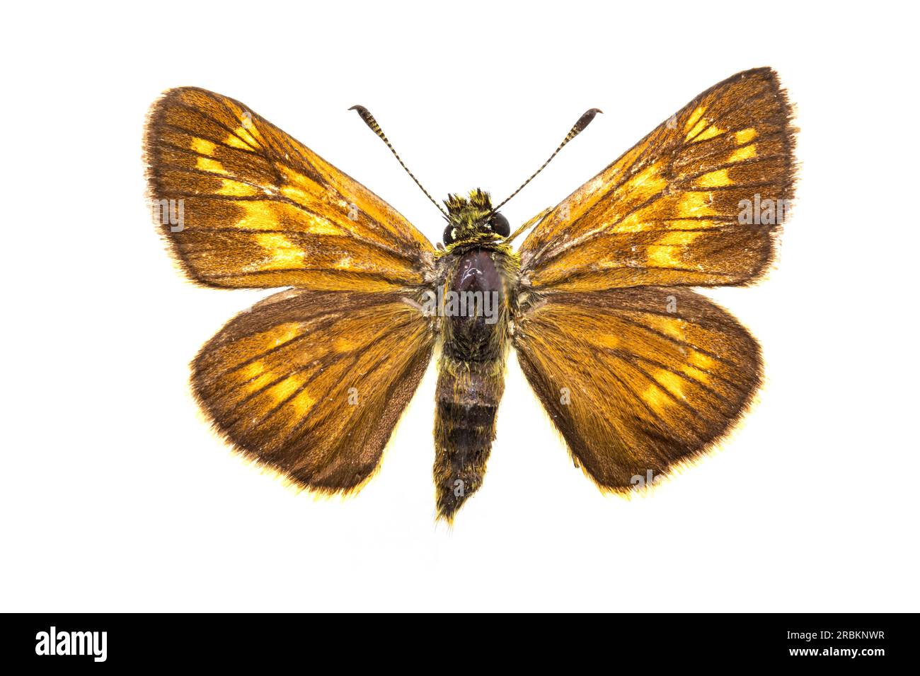 Large skipper (Ochlodes venatus, Ochlodes venata, Ochlodes sylvanus), female, upperside, cut out Stock Photo