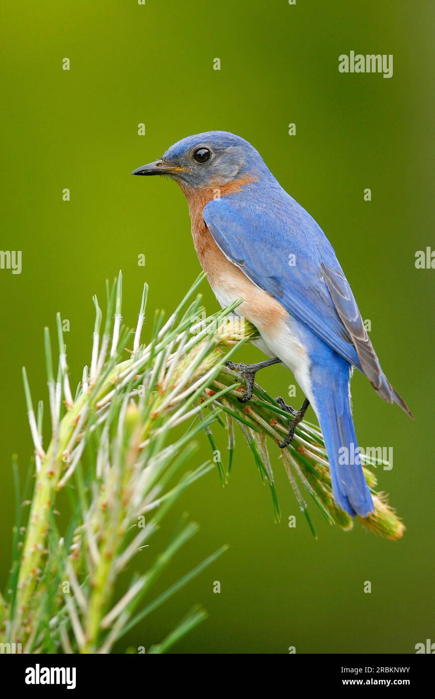Eastern bluebird (Sialia sialis), male perching on a conifer twig, side view, USA, Texas Stock Photo