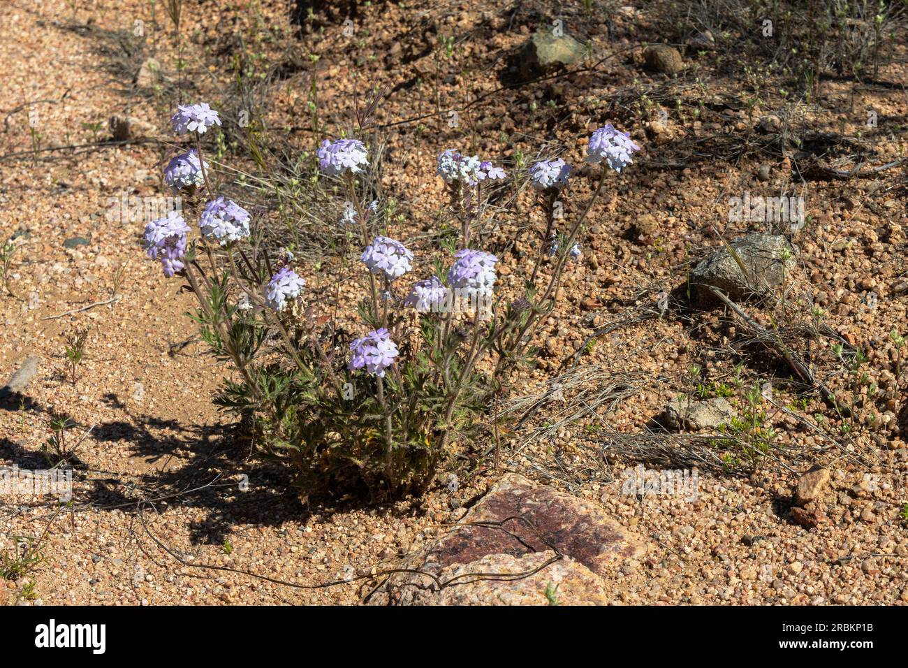 rose vervain, rose mock vervain, rose verbena (Glandularia canadensis), blooming, USA, Arizona, Sonora-Wueste, Cave Creek Stock Photo