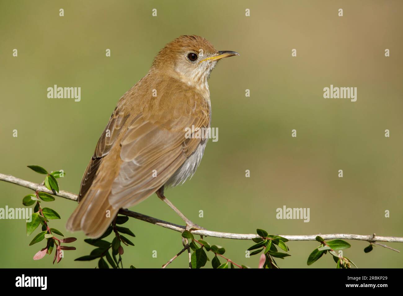 veery (Catharus fuscescens), sitting on a branch, United States Stock Photo