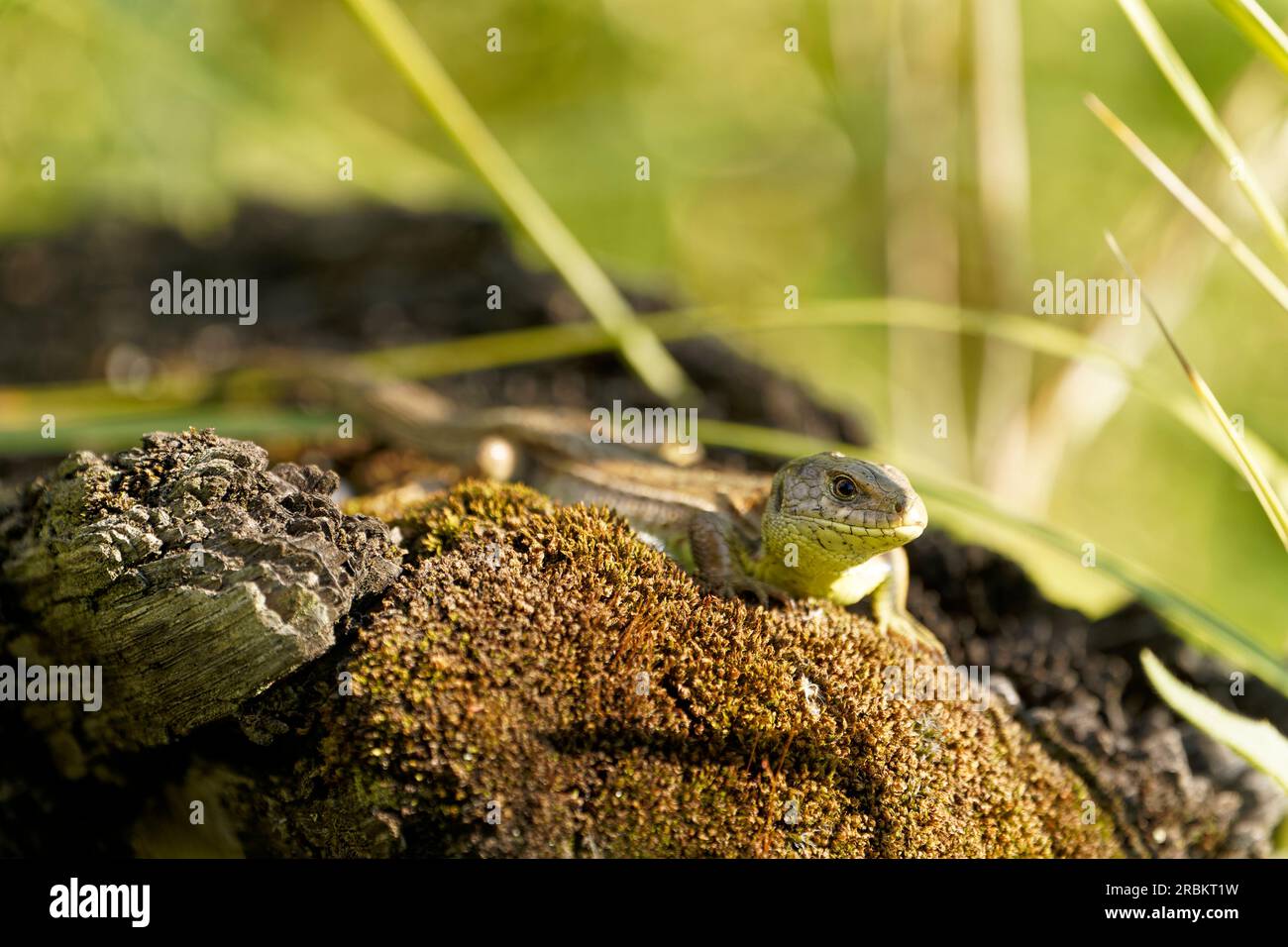 sand lizard, Lacerta agilis Stock Photo