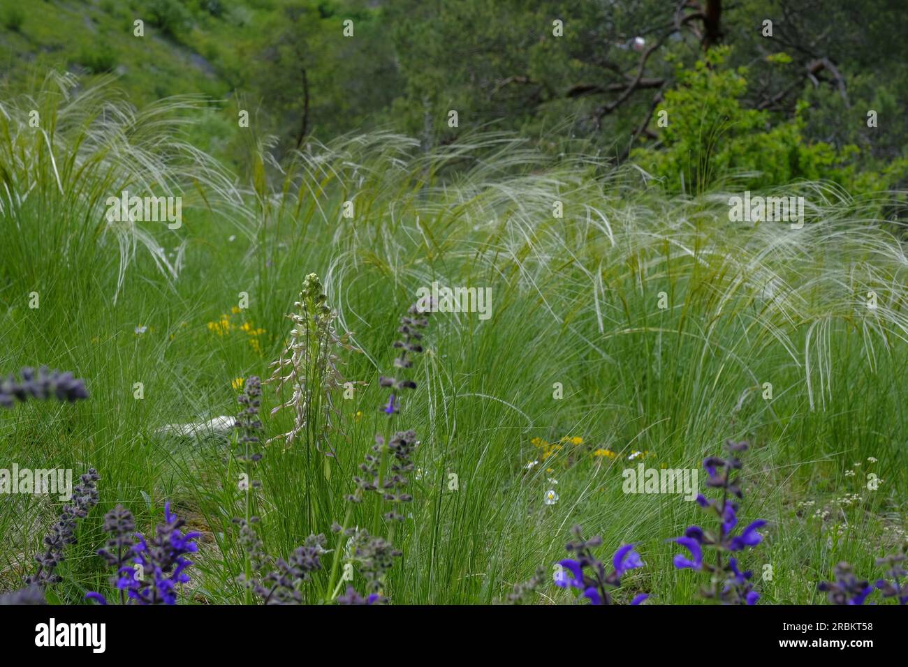 Real feather grass, Stipa pennata, feather grass Stock Photo
