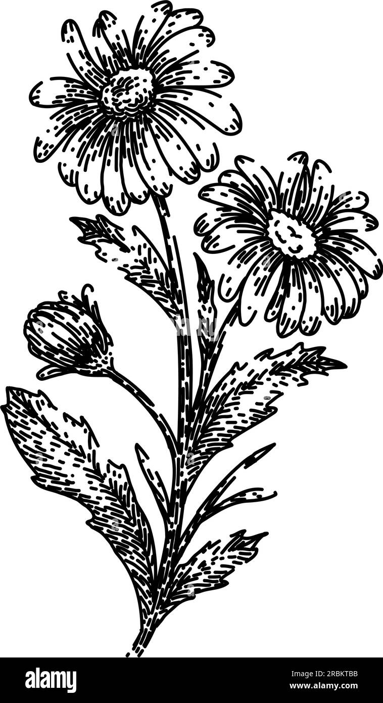 nature daisy flower sketch hand drawn vector Stock Vector Image & Art ...