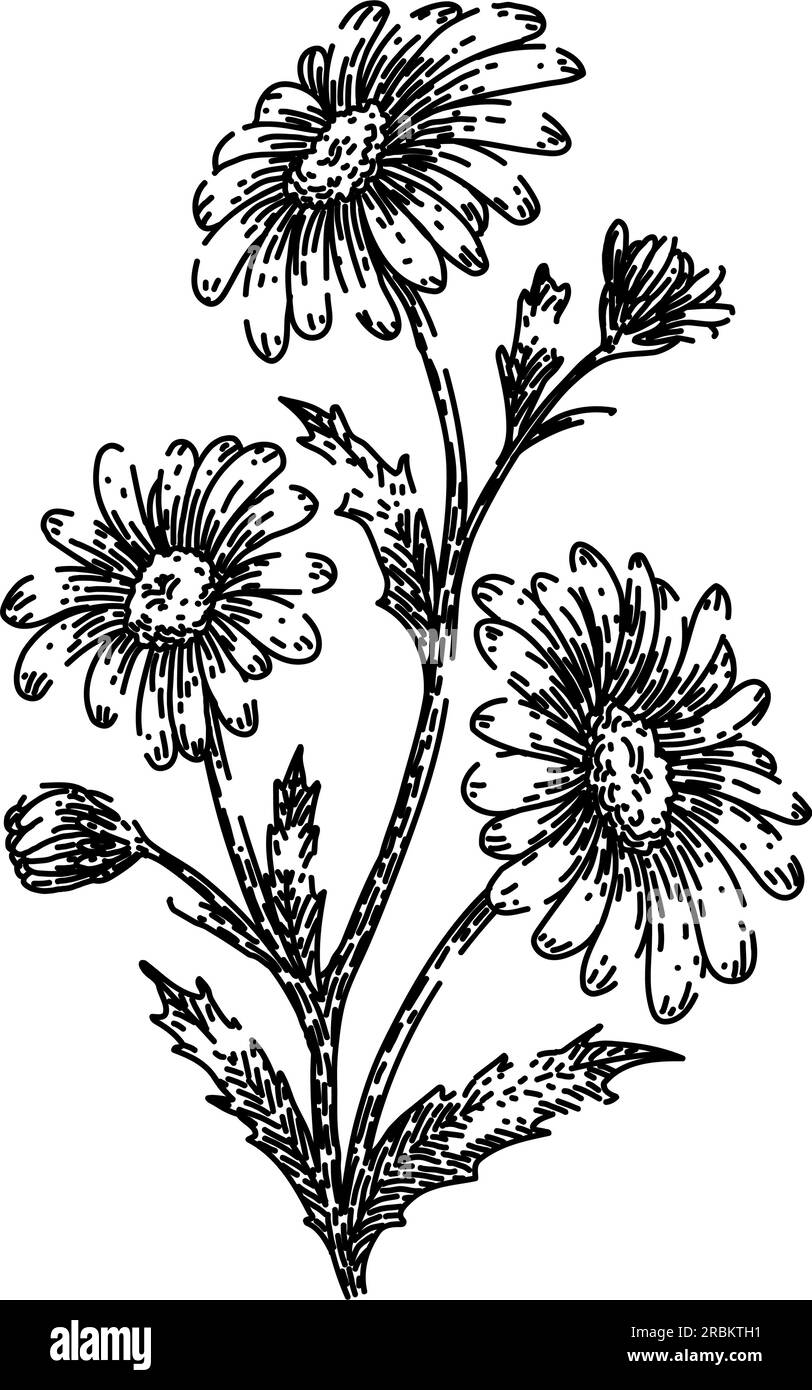 plant daisy flower sketch hand drawn vector Stock Vector Image & Art ...