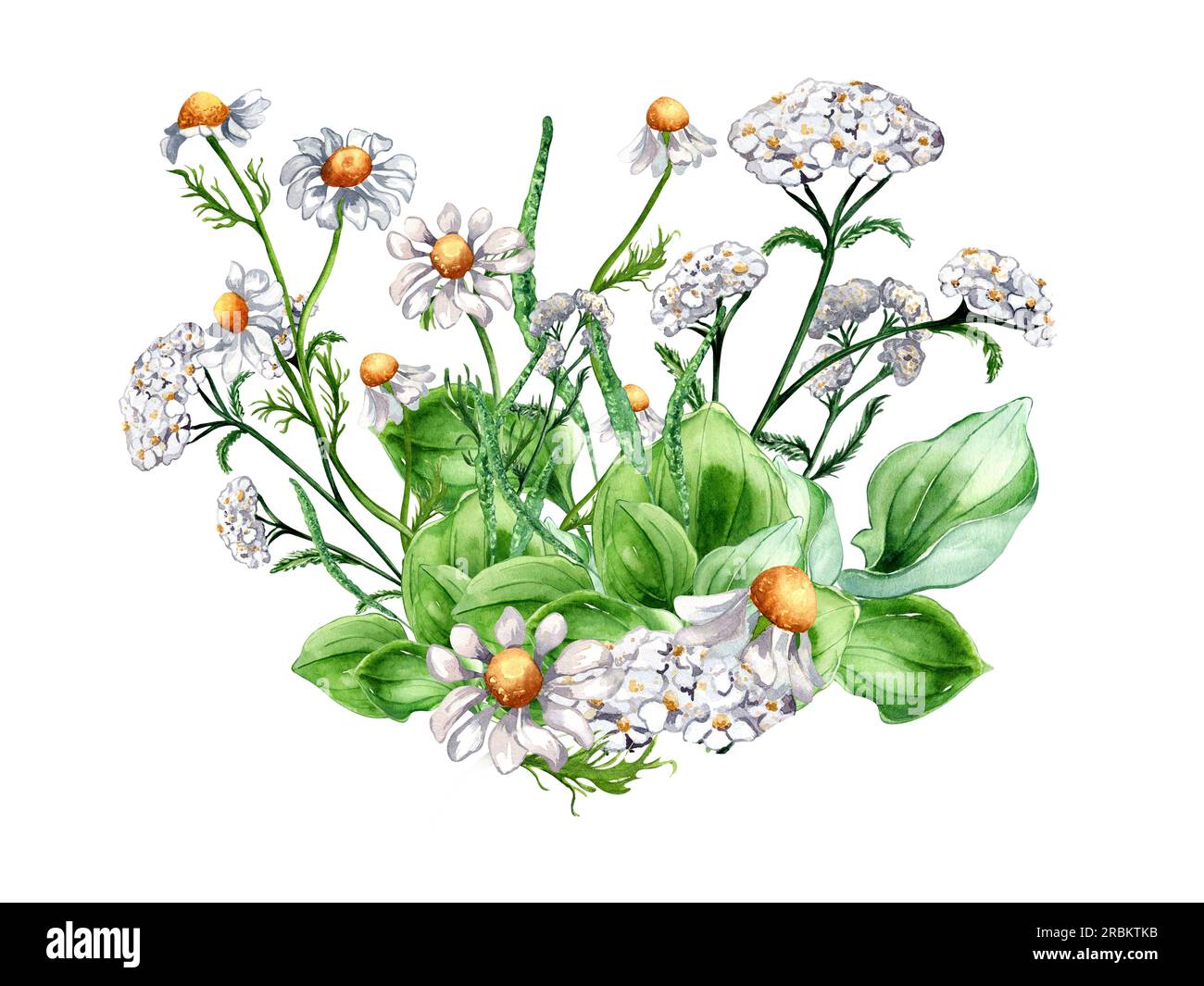 Bouquet of meadow medicinal flower, herb plants watercolor illustration isolated on white background. Daisy, camomile, plantain, achillea millefolium Stock Photo