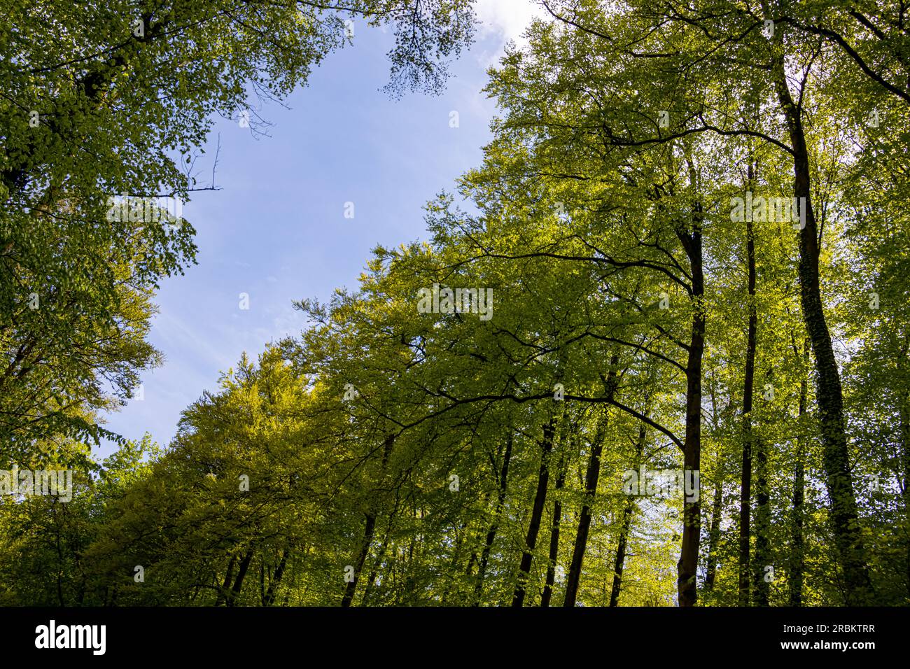 Bright green leaves hi-res stock photography and images - Alamy