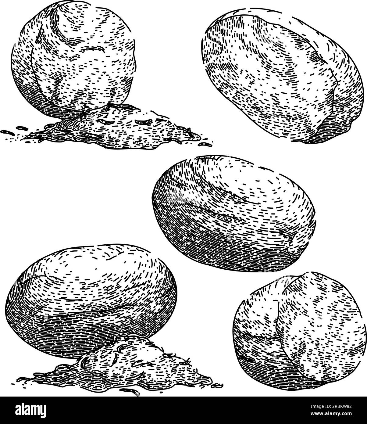 nutmeg spice set sketch hand drawn vector Stock Vector Image & Art Alamy