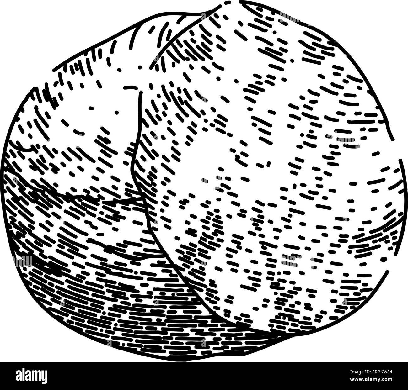 flavor nutmeg spice sketch hand drawn vector Stock Vector Image & Art