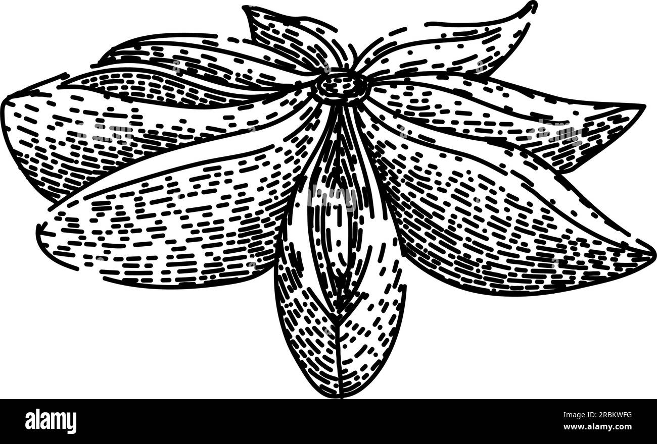 dry anise star sketch hand drawn vector Stock Vector Image & Art Alamy