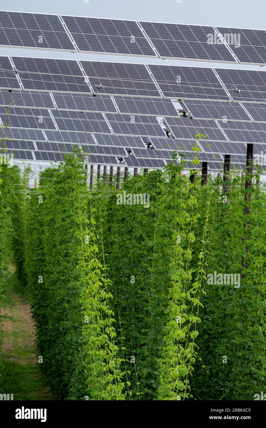 Au In Der Hallertau, Germany. 10th July, 2023. Solar panels are mounted at a height of around six meters above a hop field. Hops are grown on an area of 1.3 hectares and solar energy is generated for around 200 households at the same time. According to the Ministry of Economics, it is the world's first hop agri-photovoltaic system. Credit: Armin Weigel/dpa/Alamy Live News Stock Photo