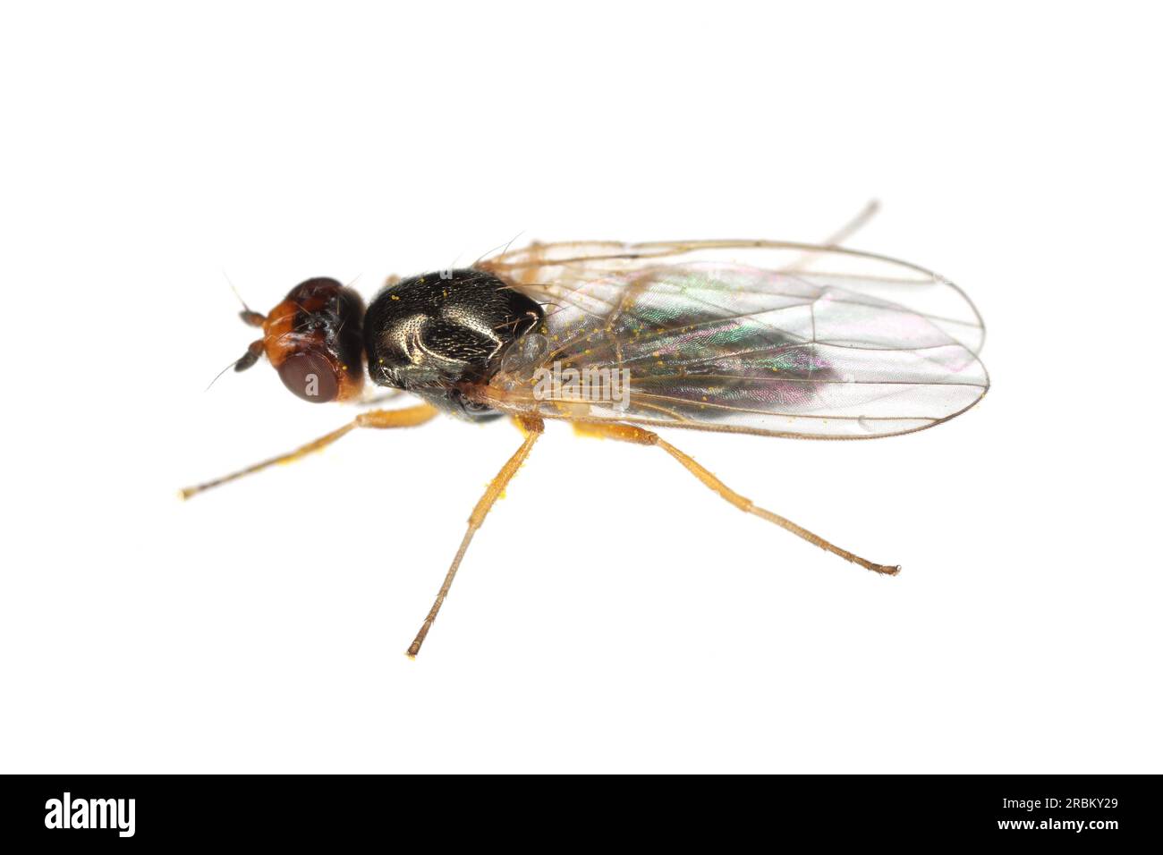 Adult Carrot Root Fly Chamaepsila Rosae Called Also Psila Rosa Side And From Top View