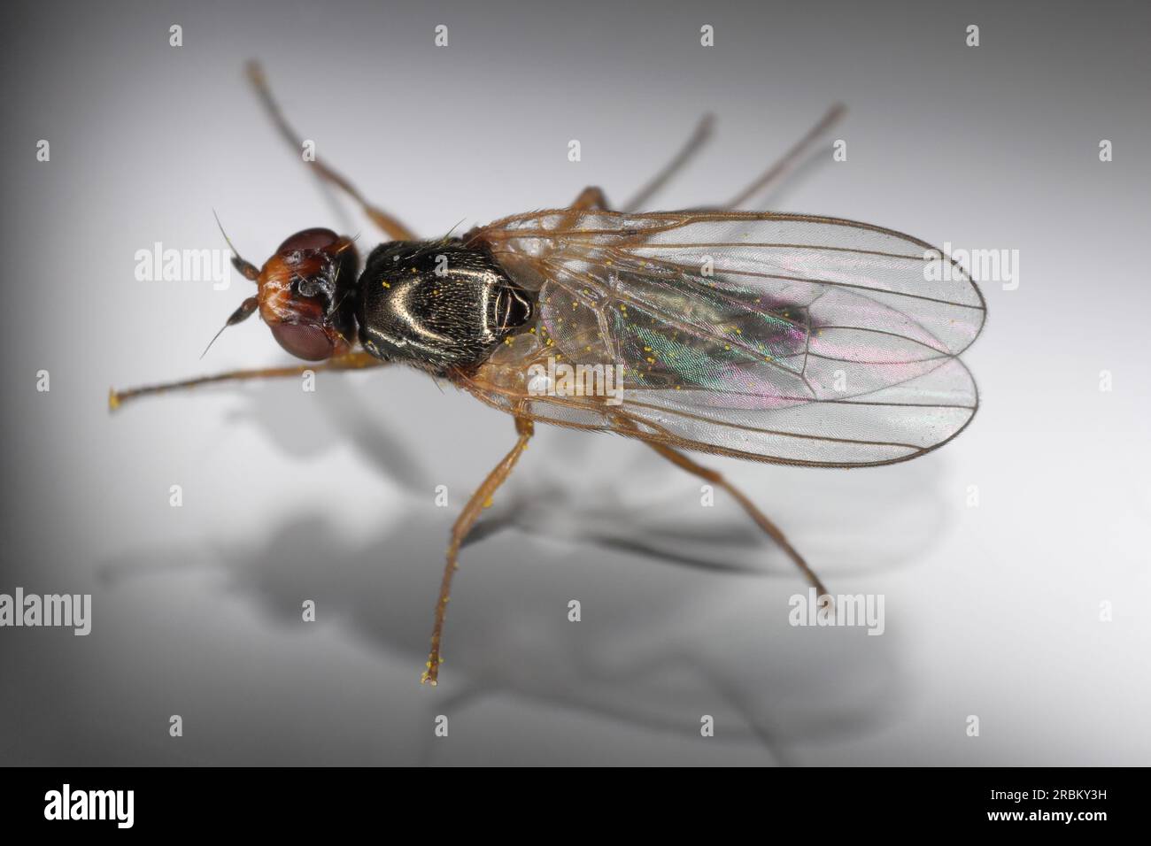 Adult Carrot root fly, Chamaepsila rosae called also Psila rosa. Top view on glass. Stock Photo