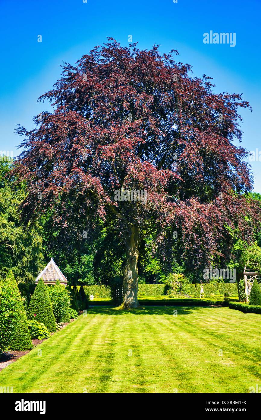 Beautiful old copper beech (Fagus sylvatica purpurea) in a lawn Stock