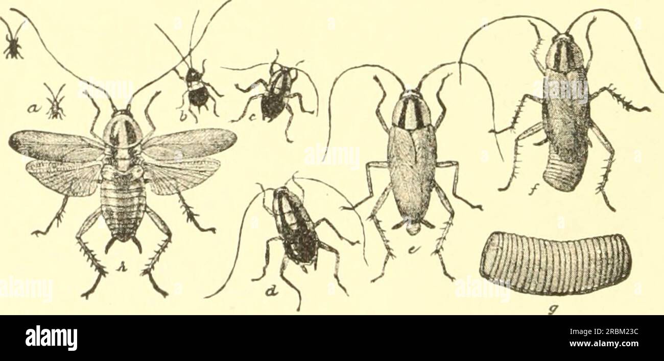 The Croton bug, Phyllodromia germanica Stock Photo Alamy