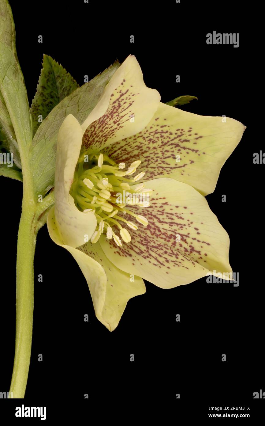 Lenten Rose (Helleborus orientalis). Flower Closeup Stock Photo