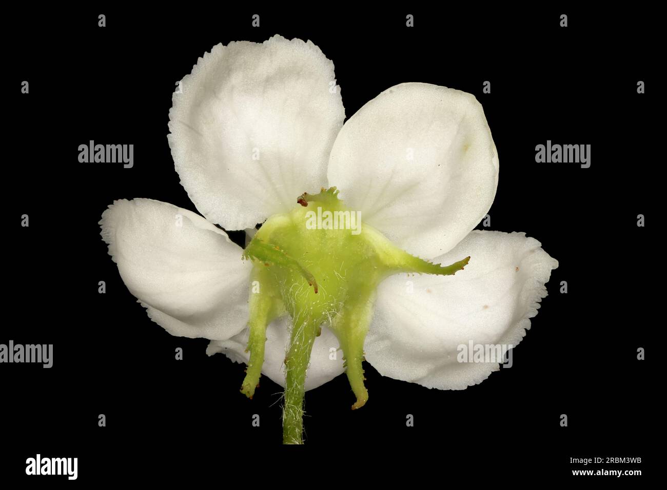Fan-Leaved Hawthorn (Crataegus flabellata). Flower Closeup Stock Photo