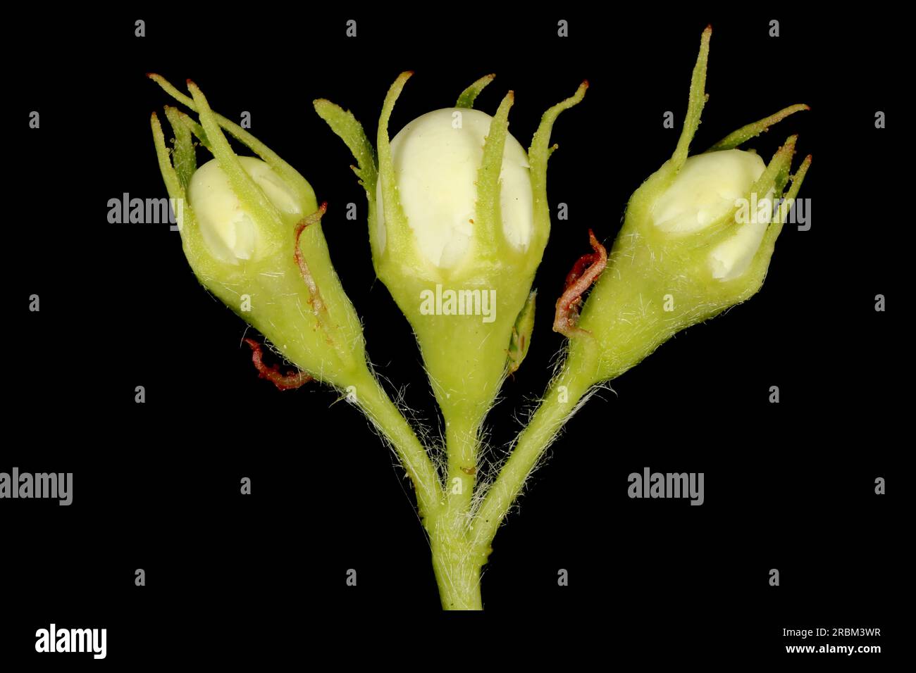 Fan-Leaved Hawthorn (Crataegus flabellata). Flower Buds Closeup Stock Photo