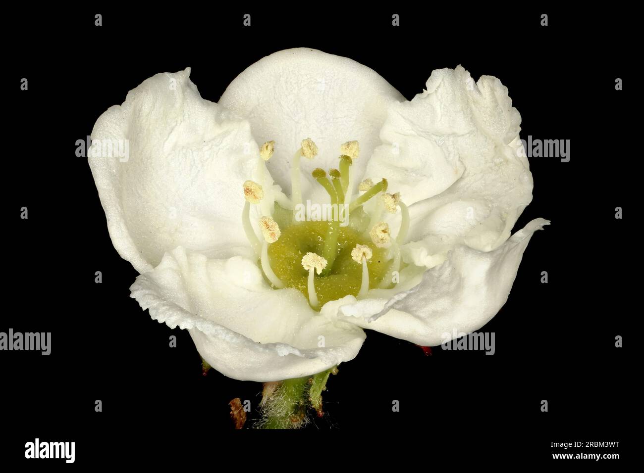 Hairy Cockspurthorn (Crataegus submollis). Flower Closeup Stock Photo