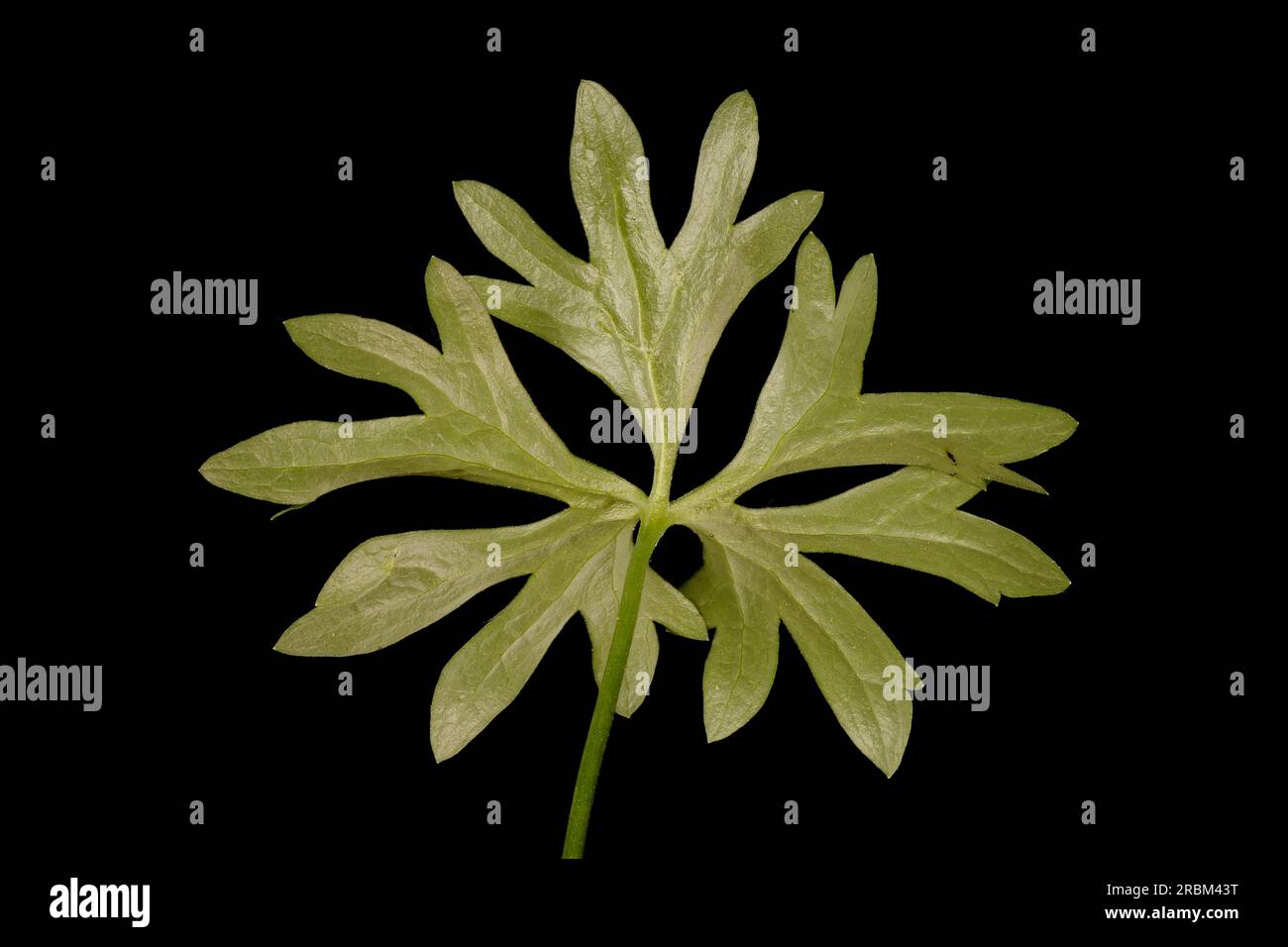 Goldilocks Buttercup (Ranunculus auricomus). Basal Leaf Closeup Stock Photo