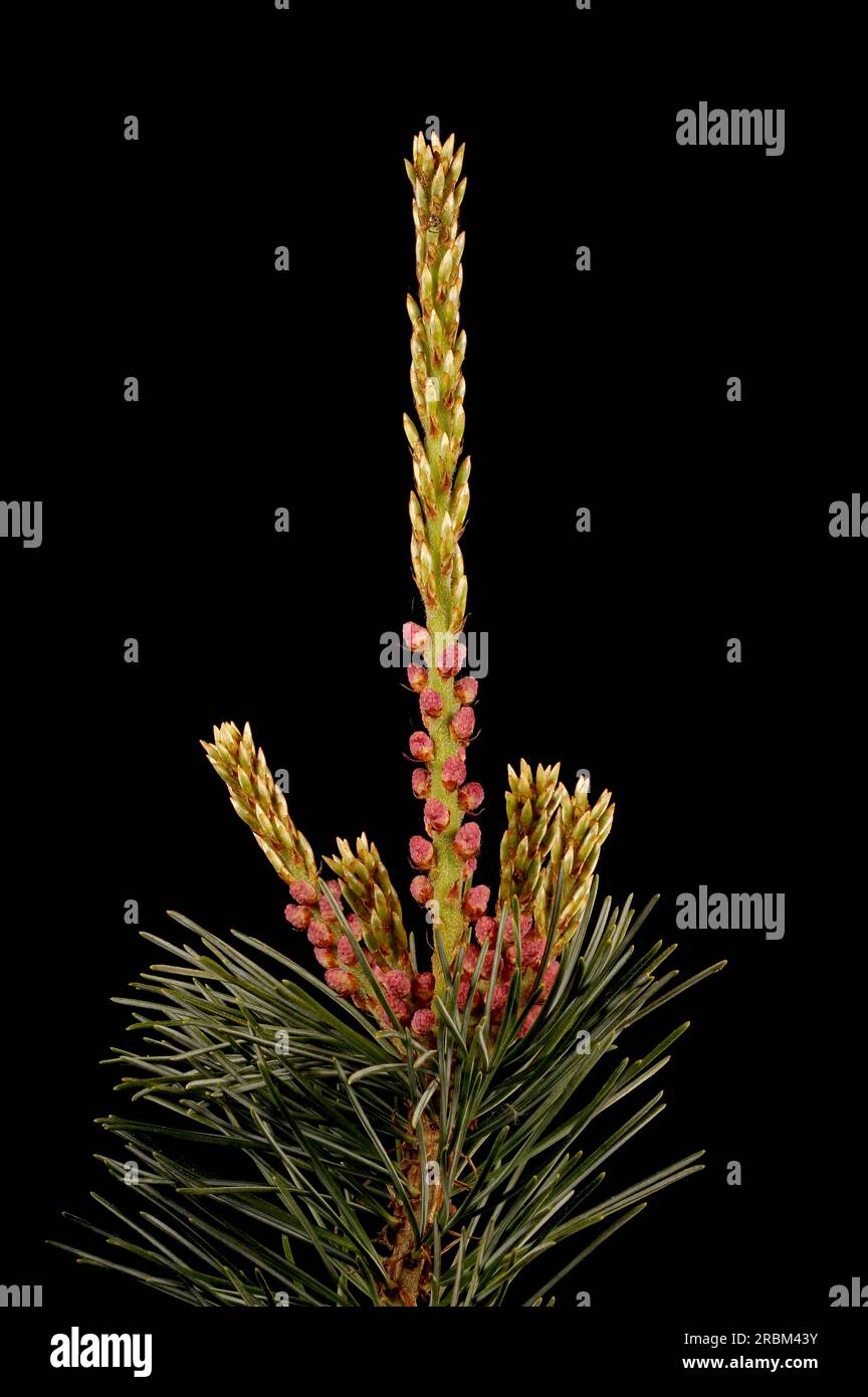 Japanese White Pine (Pinus parviflora 'Glauca'). Long Shoot and Pollen Cones Closeup Stock Photo