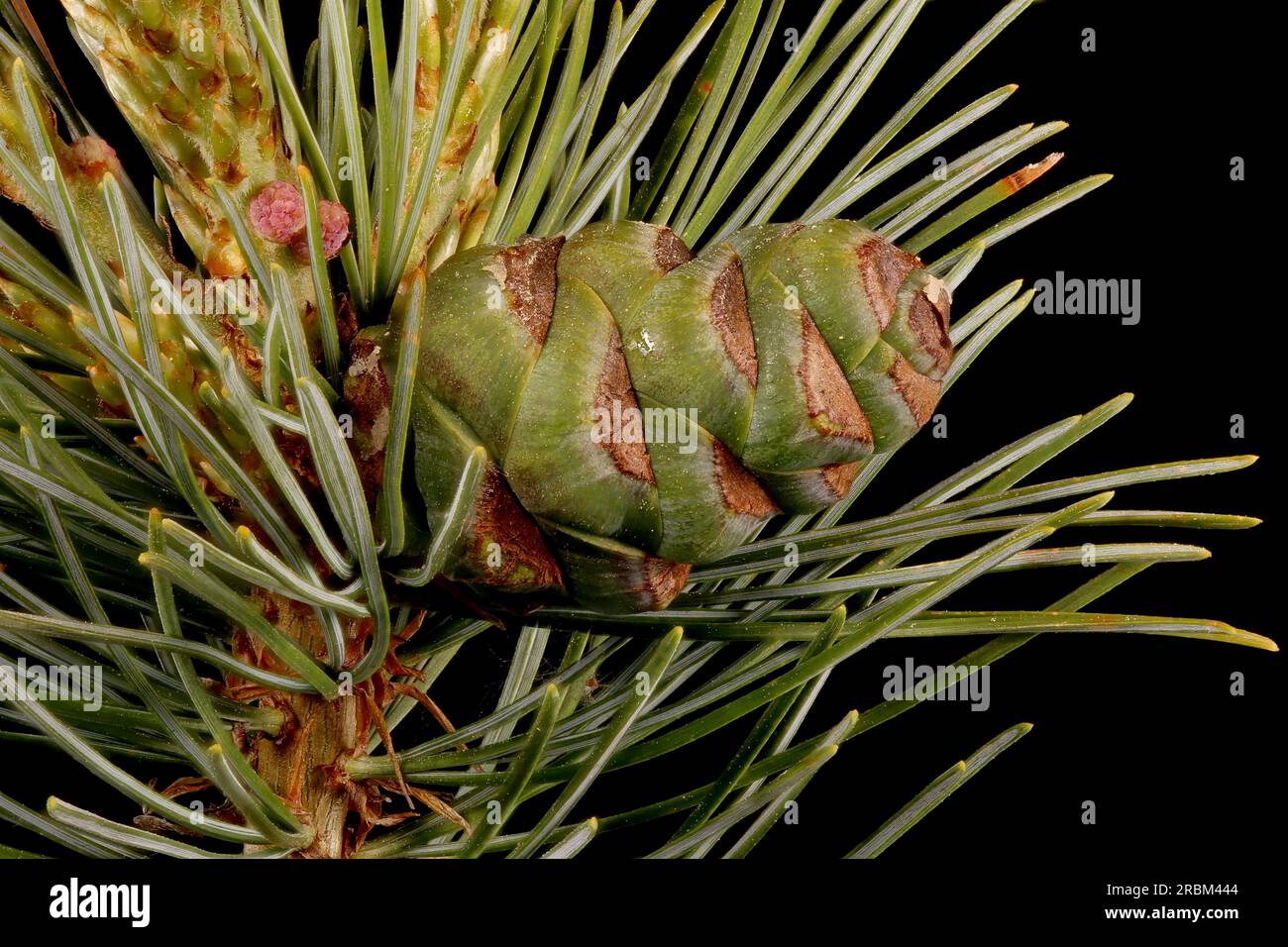 Japanese White Pine (Pinus parviflora 'Glauca'). Immature Seed Cone Closeup Stock Photo