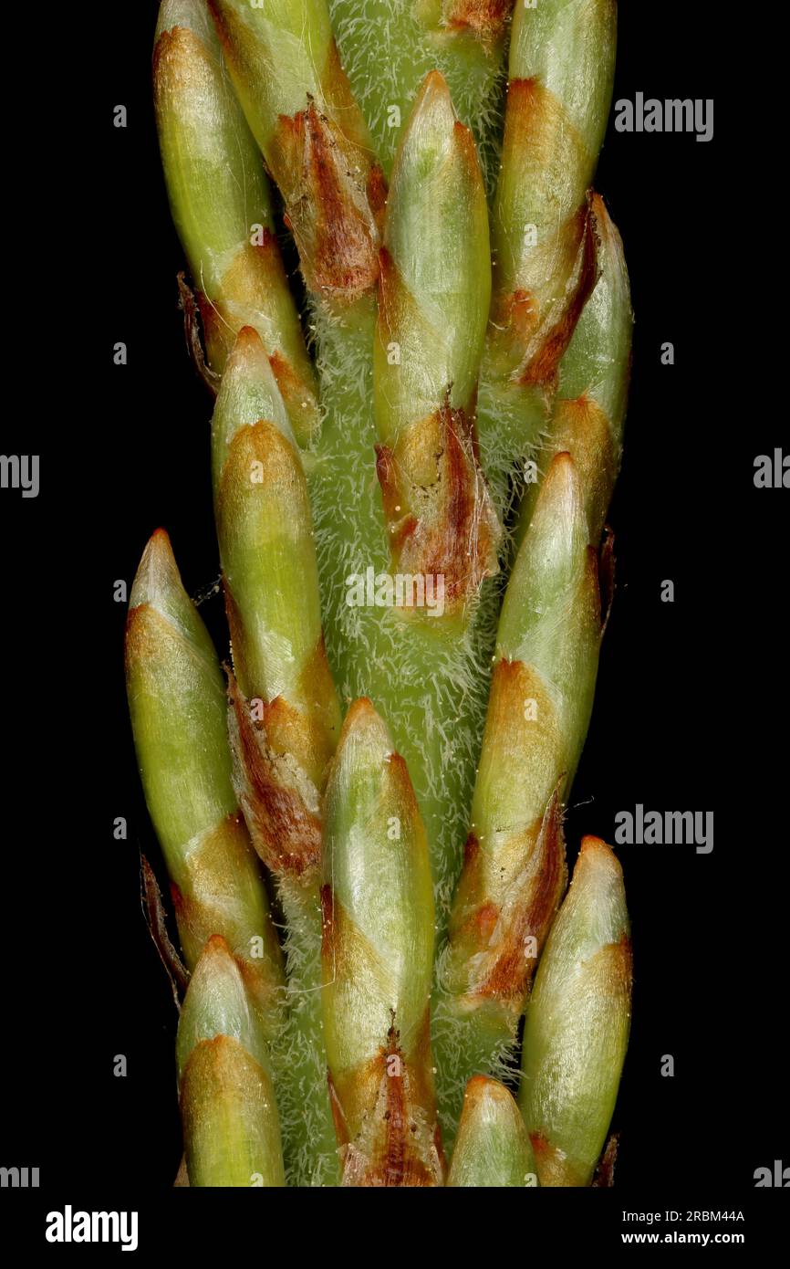 Japanese White Pine (Pinus parviflora 'Glauca'). Long Shoot Detail Closeup Stock Photo