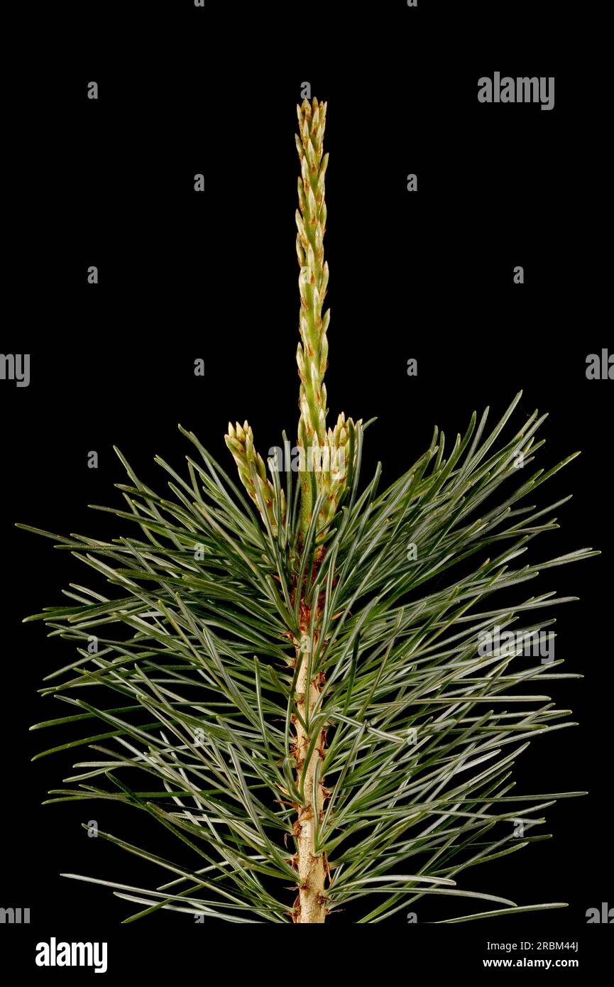 Japanese White Pine (Pinus parviflora 'Glauca'). Long Shoot Closeup Stock Photo