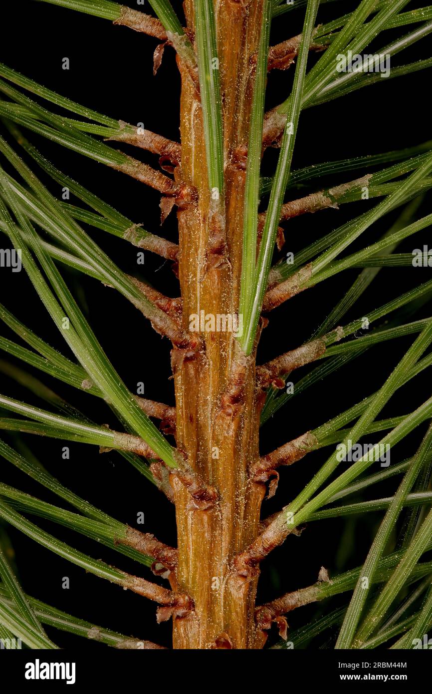 Mountain Pine (Pinus mugo). Twig Detail Closeup Stock Photo