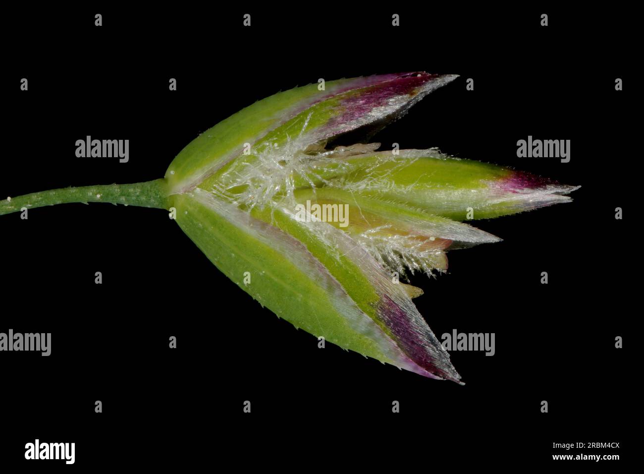 Smooth Meadow Grass (Poa pratensis). Spikelet Closeup Stock Photo