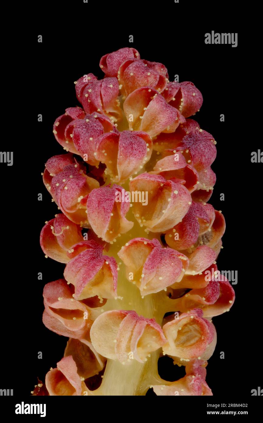 Japanese White Pine (Pinus parviflora 'Glauca'). Pollen Cone Detail Closeup Stock Photo