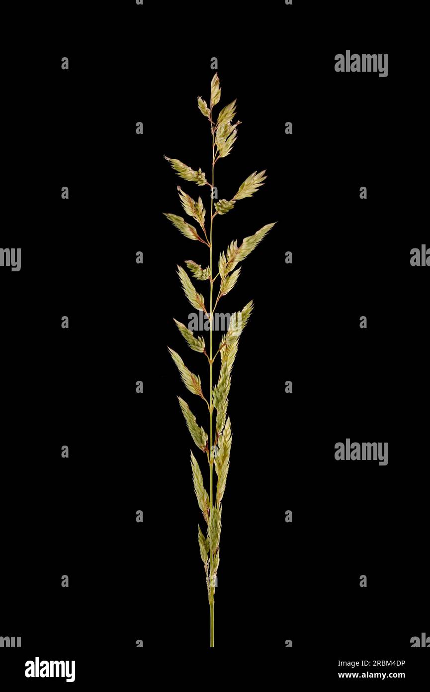 Reed Canary Grass (Phalaris arundinacea). Immature Inflorescence Closeup Stock Photo
