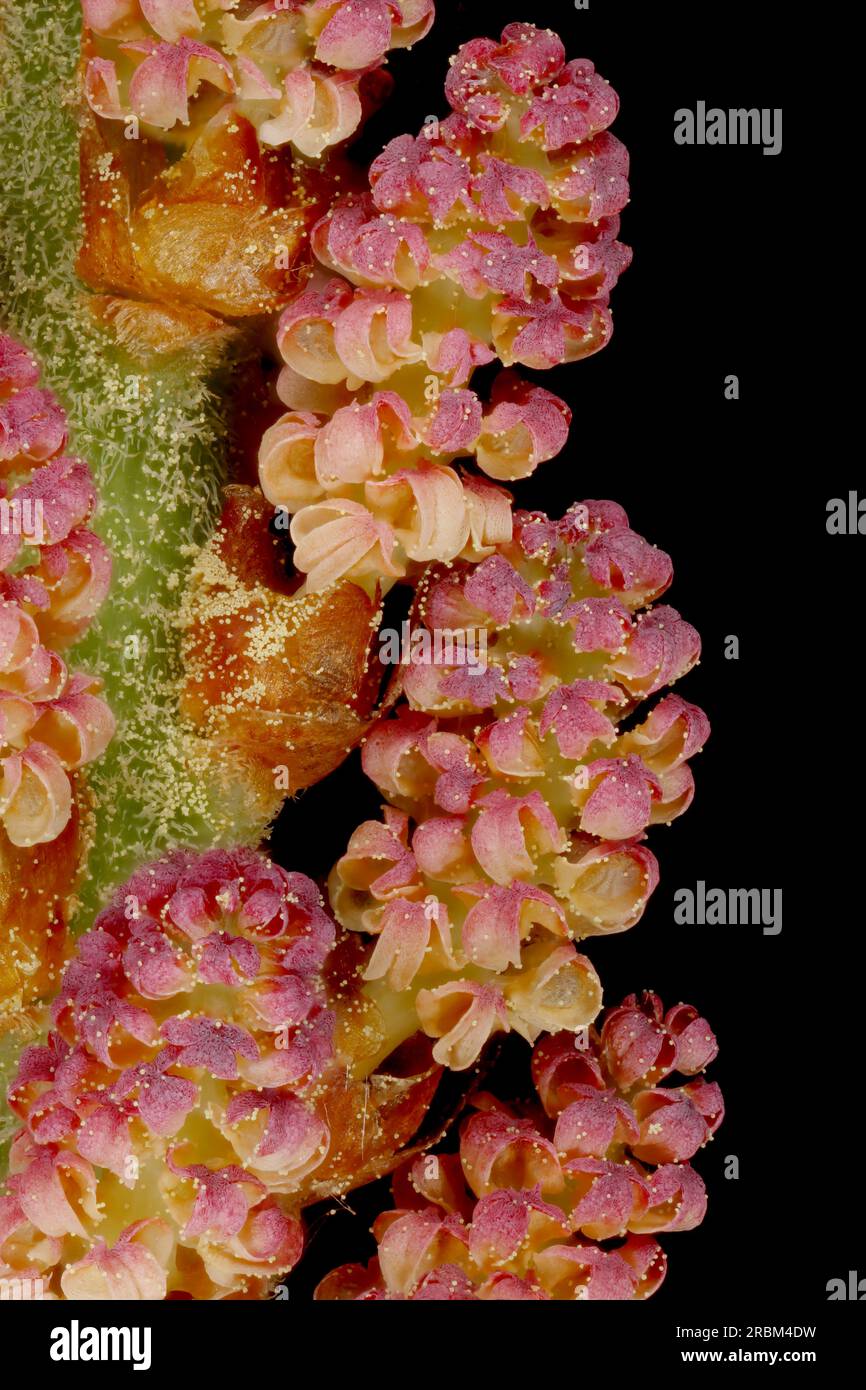 Japanese White Pine (Pinus parviflora 'Glauca'). Pollen Cones Closeup Stock Photo