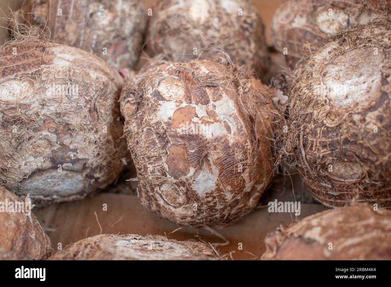 A close-up stock photo of eddoe, a tropical root vegetable, on display in a retail store, showcasing its unique shape and texture Stock Photo